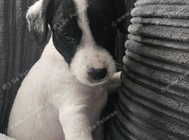 Jackapoo puppies Available now.