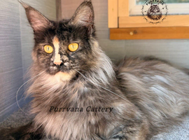 Retired Maine coon queen looking for new home