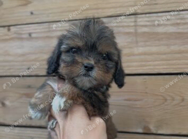 7 beautiful cocka-tzu puppies for sale