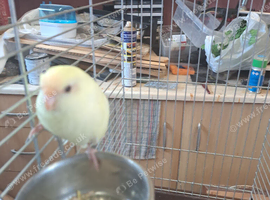 Kakariki