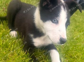 1 Collie pup