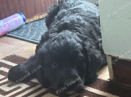 F1 mini golden doodles 2 boys available