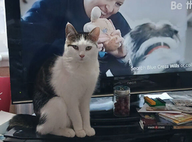 Lily 4 year old cat looking for new home