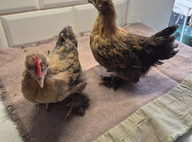 Pekin pullets