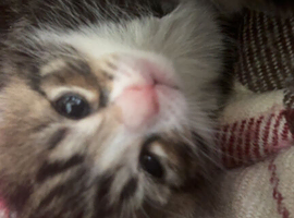 5 Lovely Kittens from a well-loved Mama.