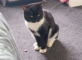 Cat for rehome