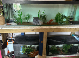 Axololts and set up