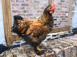 4x Pekin Cross Bantam Cockerels