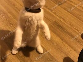 Ragdoll x British short hair
