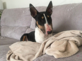 Dolly looking for new home