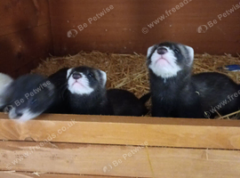 Polecat kits available
