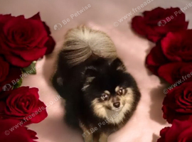 Pomeranian stud
