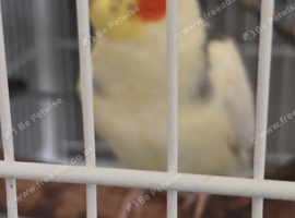 pied cockatiel
