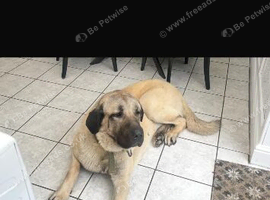 Rehome my Turkish kangal