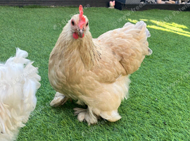 Pekin bantam