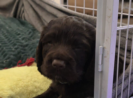 Cocker spaniels pups