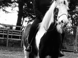 PIEBALD COB GELDING