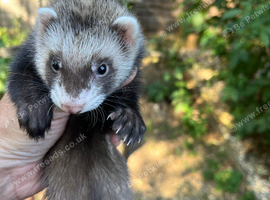 11 week old ferret looking for new home