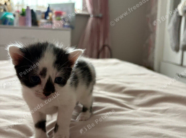 Kittens for sale