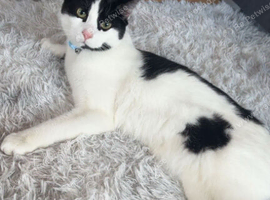 Male cat
