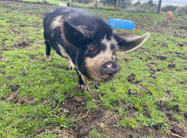 2 x Kunekune boys