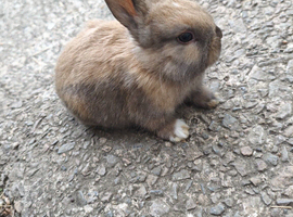 Mini rex babies