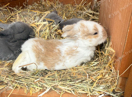 7 Mini lops - waiting list open