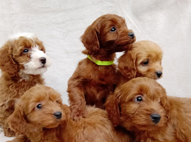 Cavapoo puppies