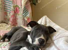 Bull cross lurcher 13 weeks old