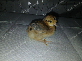 2 weeks old chickens