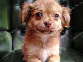 Chihuahua Boy - Ready for loving home