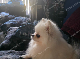 2 year old white teddy bear pomeranian dog for sale