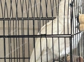 Lovley male cockatoo