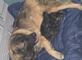 Caucasian shepherd x puppies