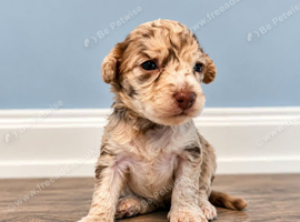 Stunning toy poodle puppies
