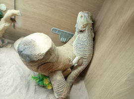 2 year old bearded dragon