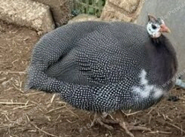 Guinea Fowl