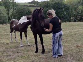 Friesian x yearly for sale