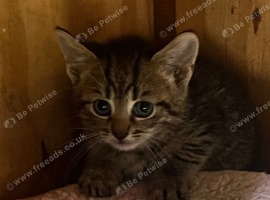 Kittens