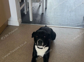 Loving home needed