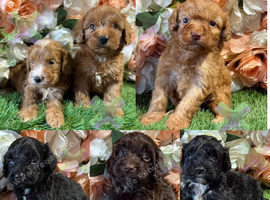 F1 small mini cockapoos various colours 30 dna health tested clear