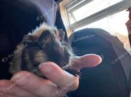 Very cute male guinea pigs babies