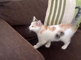 Kitten looking for new home