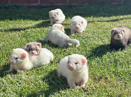 Gorgeous chunky baby ferrets
