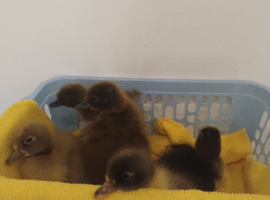 Indian runner ducklings