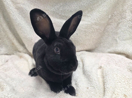 Litter of female mini rex