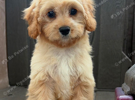 Cavapoo puppy&rsquo;s 1 girl left!