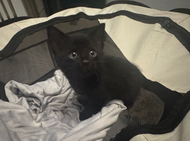 Kitten
