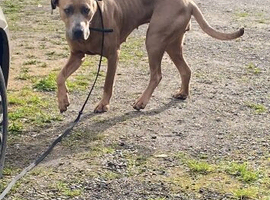 Cane Corso girl 2 years