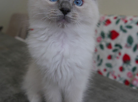 3 beautiful ragdoll are looking for a forever home